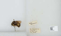 Image de Bombus sitkensis Nylander 1848