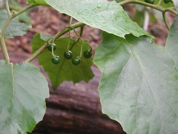 Image de Solanum sandwicense Hook. & Arn.