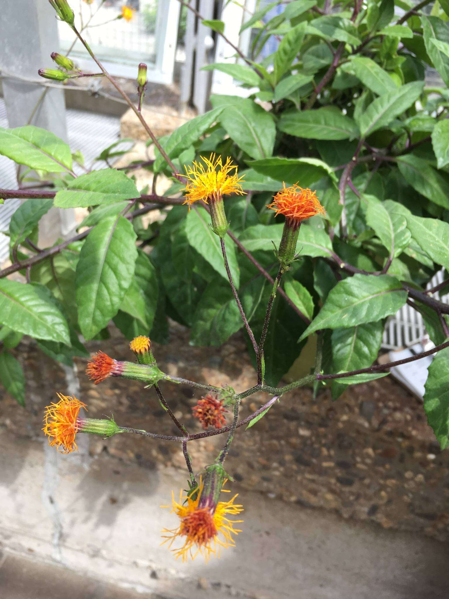 Image de Gynura procumbens (Lour.) Merr.