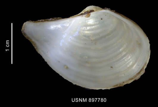 Image of Cuspidaria tenella E. A. Smith 1907