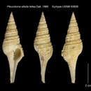 Image of Mangelia unifasciata (Deshayes 1835)