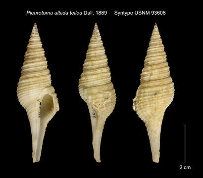 Mangelia unifasciata (Deshayes 1835) resmi