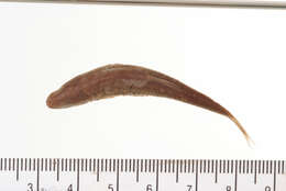 Image of Roundnose minnow