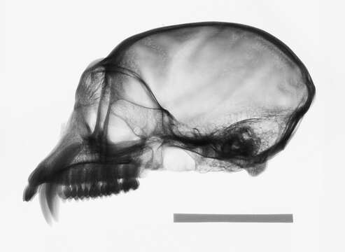 Plancia ëd Trachypithecus cristatus cristatus (Raffles 1821)