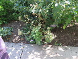 Image of American feverfew