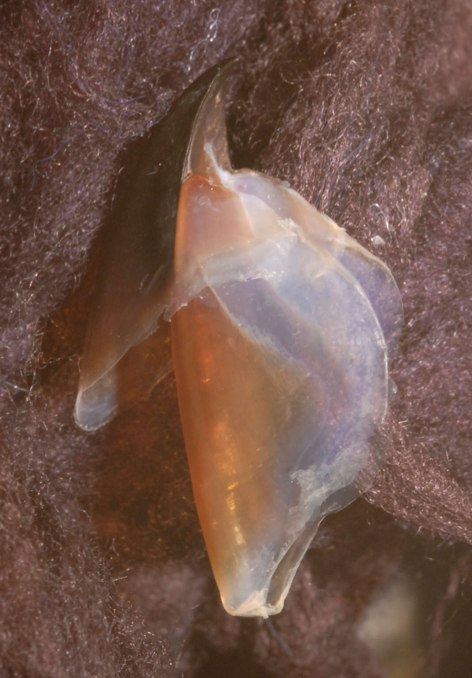 Image of Coffee bean scaled squid