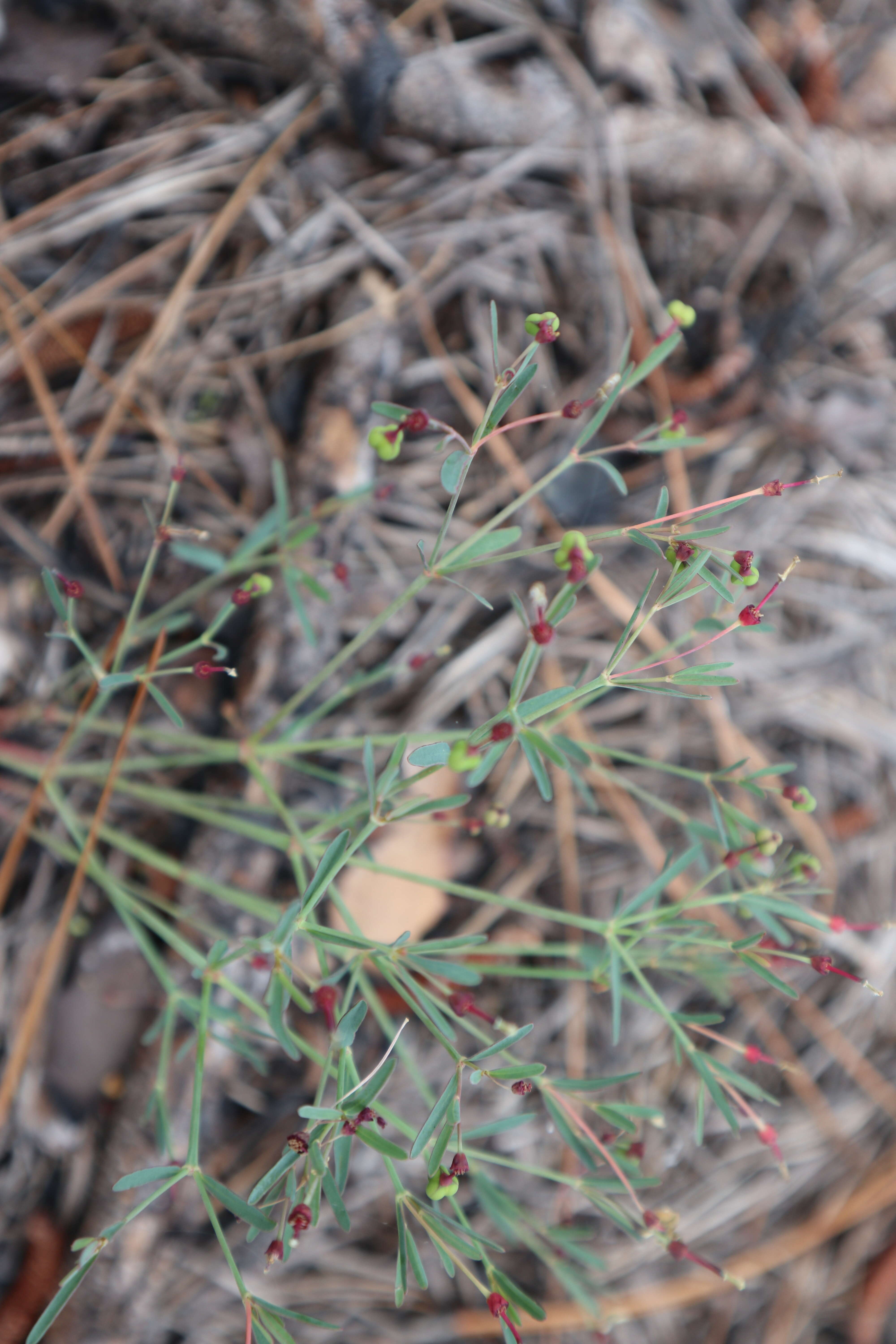 Sivun Euphorbia exserta (Small) Coker kuva