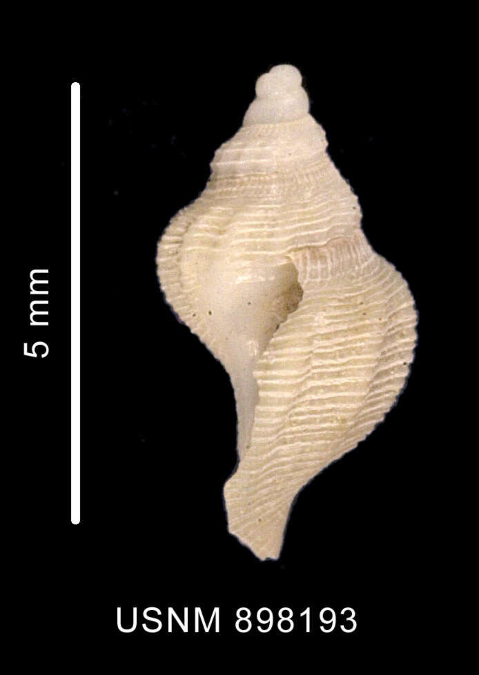 Plancia ëd Pleurotomella simillima Thiele 1912