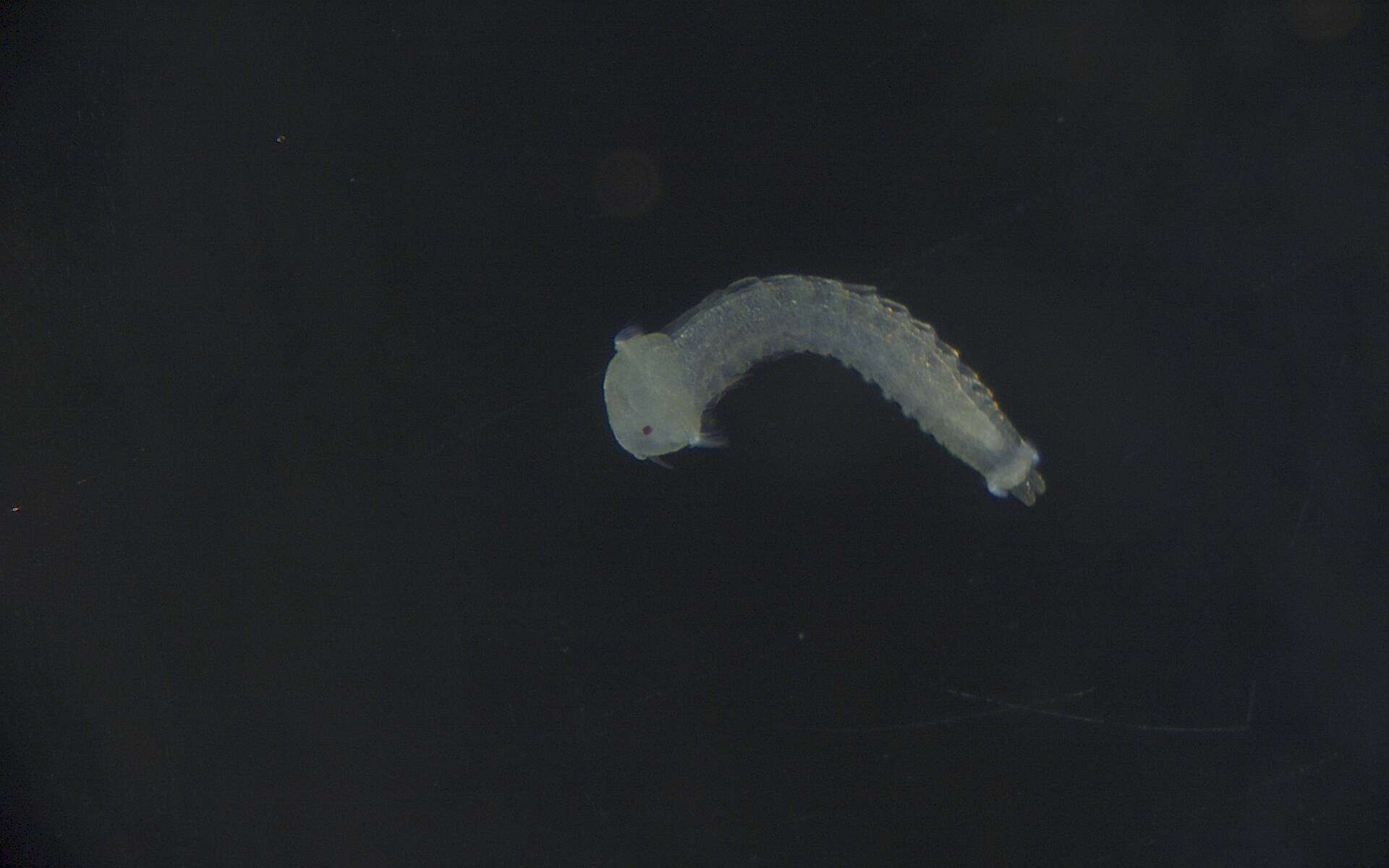 Image of Phyllodocida