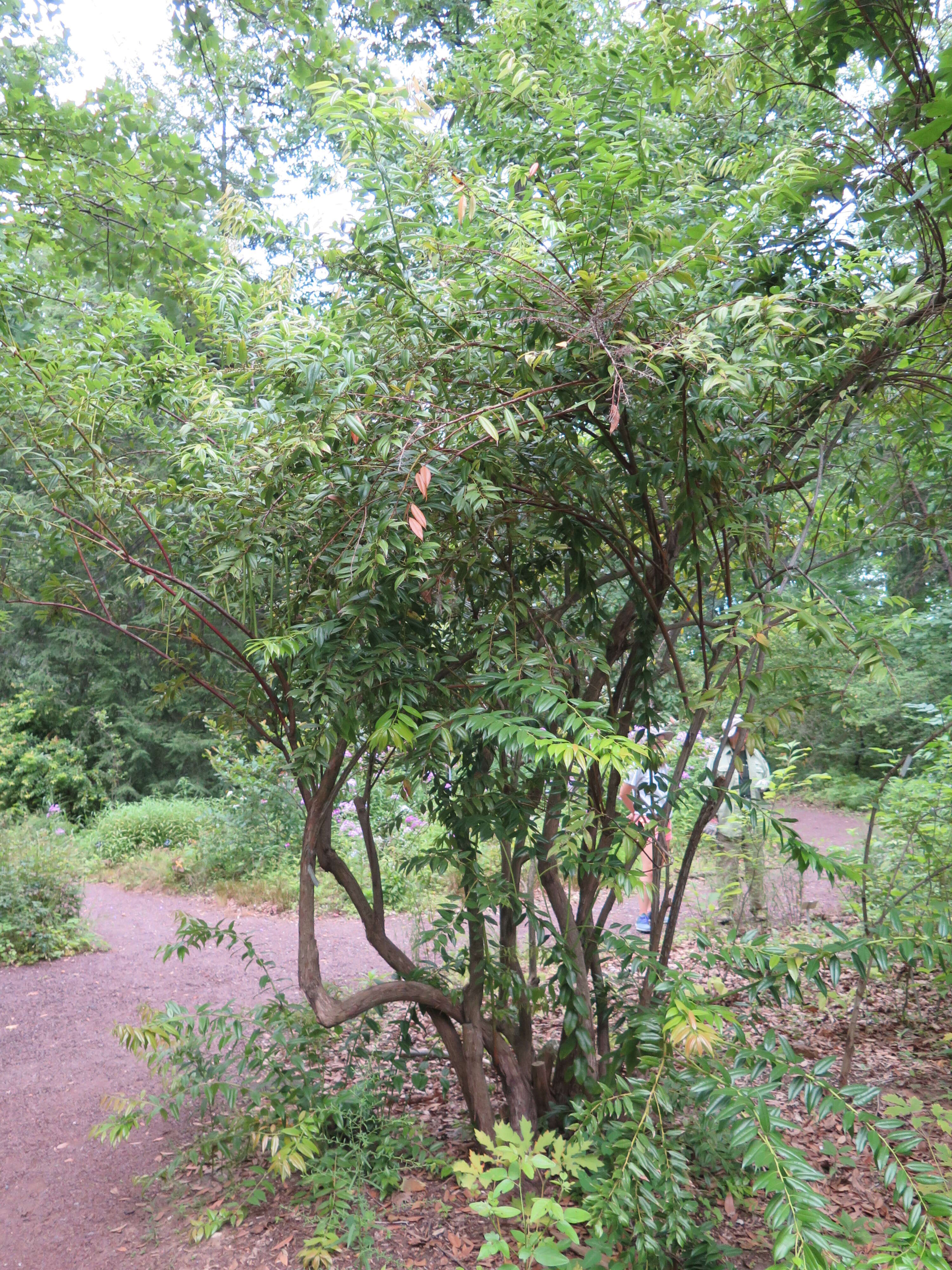 Image of Florida hobblebush