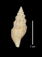 Image of Gymnobela filifera (Dall 1881)