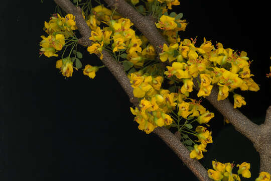 Image of Haematoxylum brasiletto H. Karst.