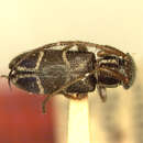 Image of Egesina fusca (Fisher 1925)