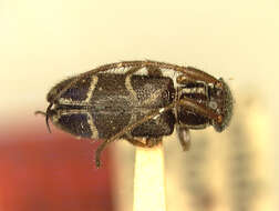 Image of Egesina fusca (Fisher 1925)