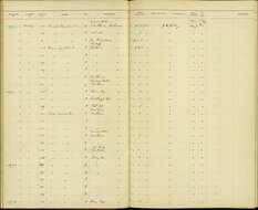 Sivun Vireo crassirostris crassirostris (Bryant & H 1859) kuva