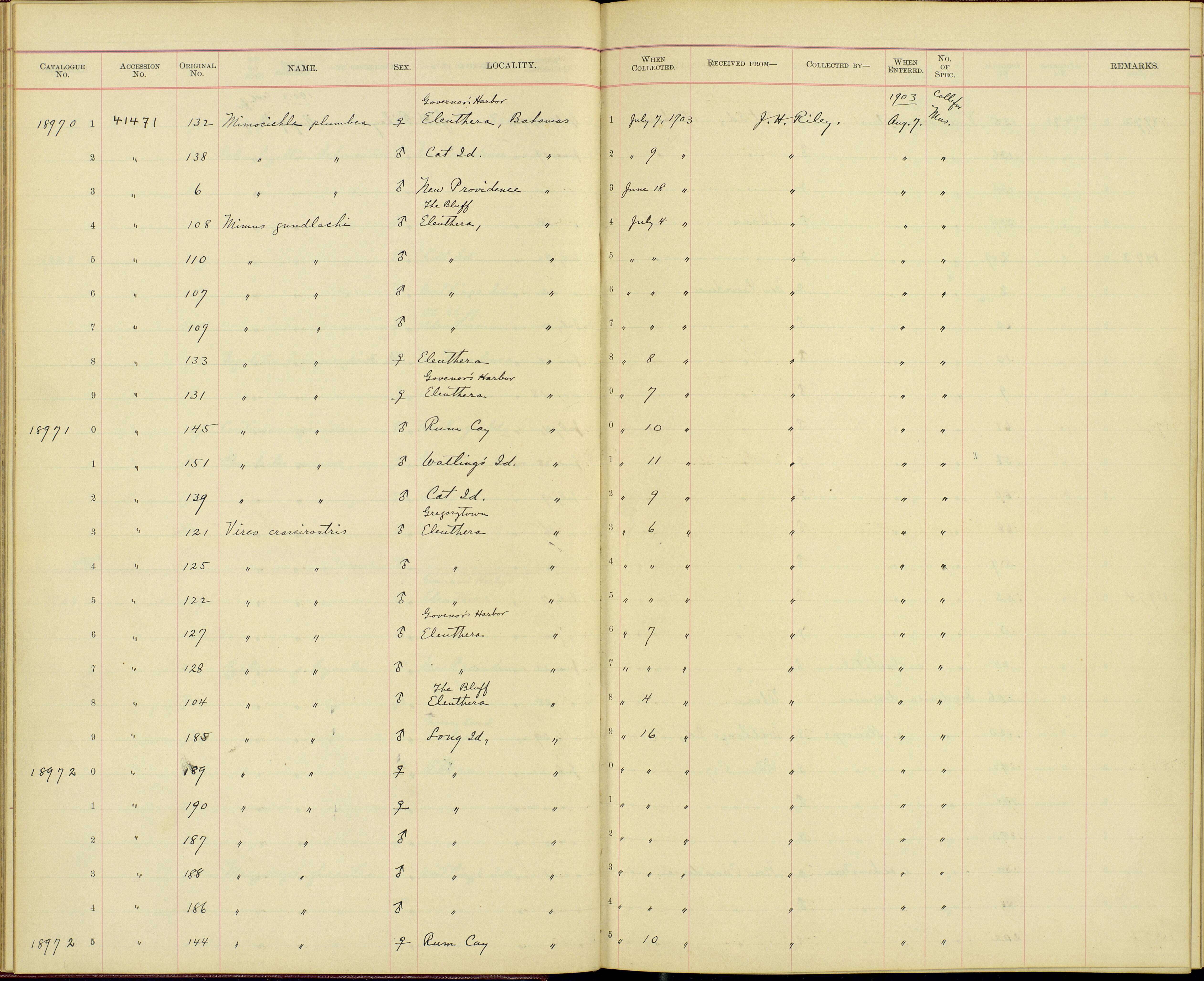 Sivun Vireo crassirostris crassirostris (Bryant & H 1859) kuva