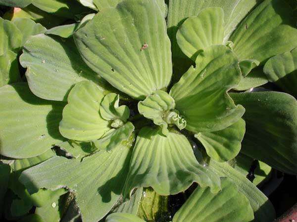 Image of pistia