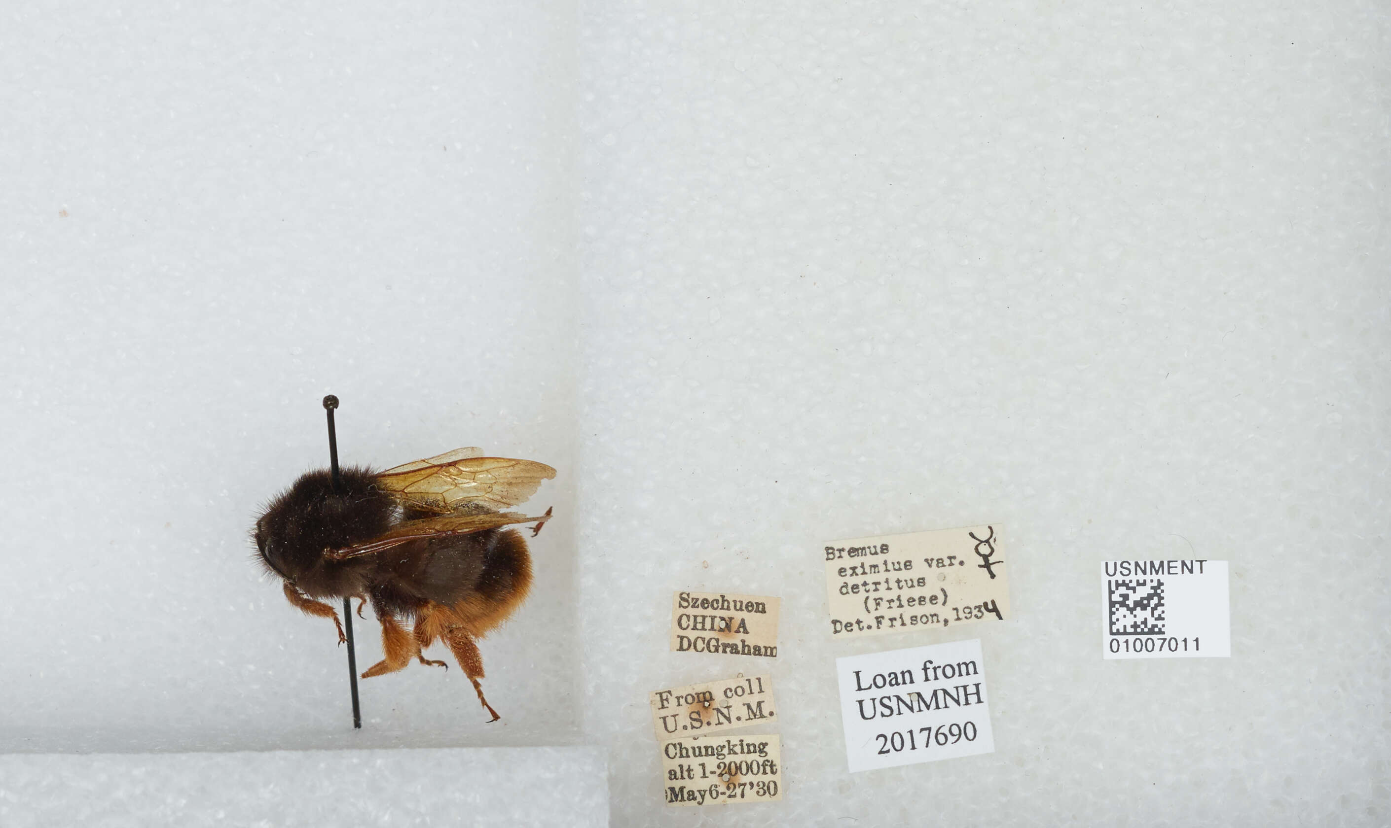 Слика од Bombus eximius Smith 1852