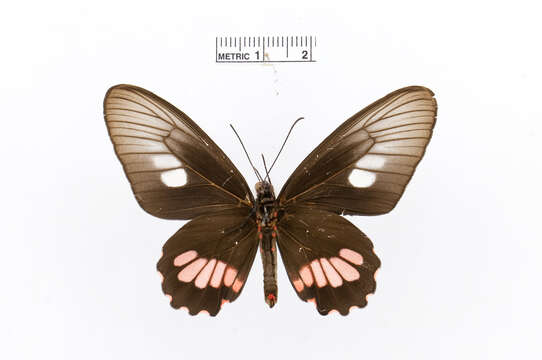 Image of Parides zacynthus (Fabricius 1793)