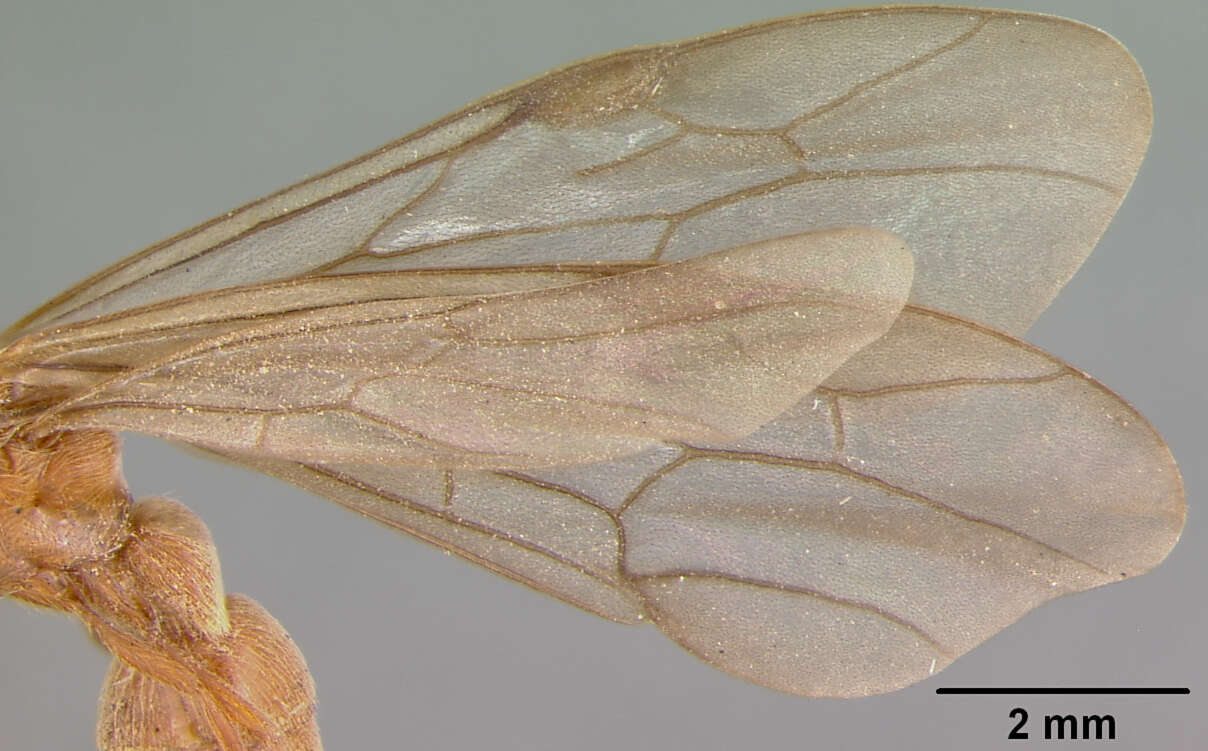 Image of Neivamyrmex macropterus Borgmeier 1953