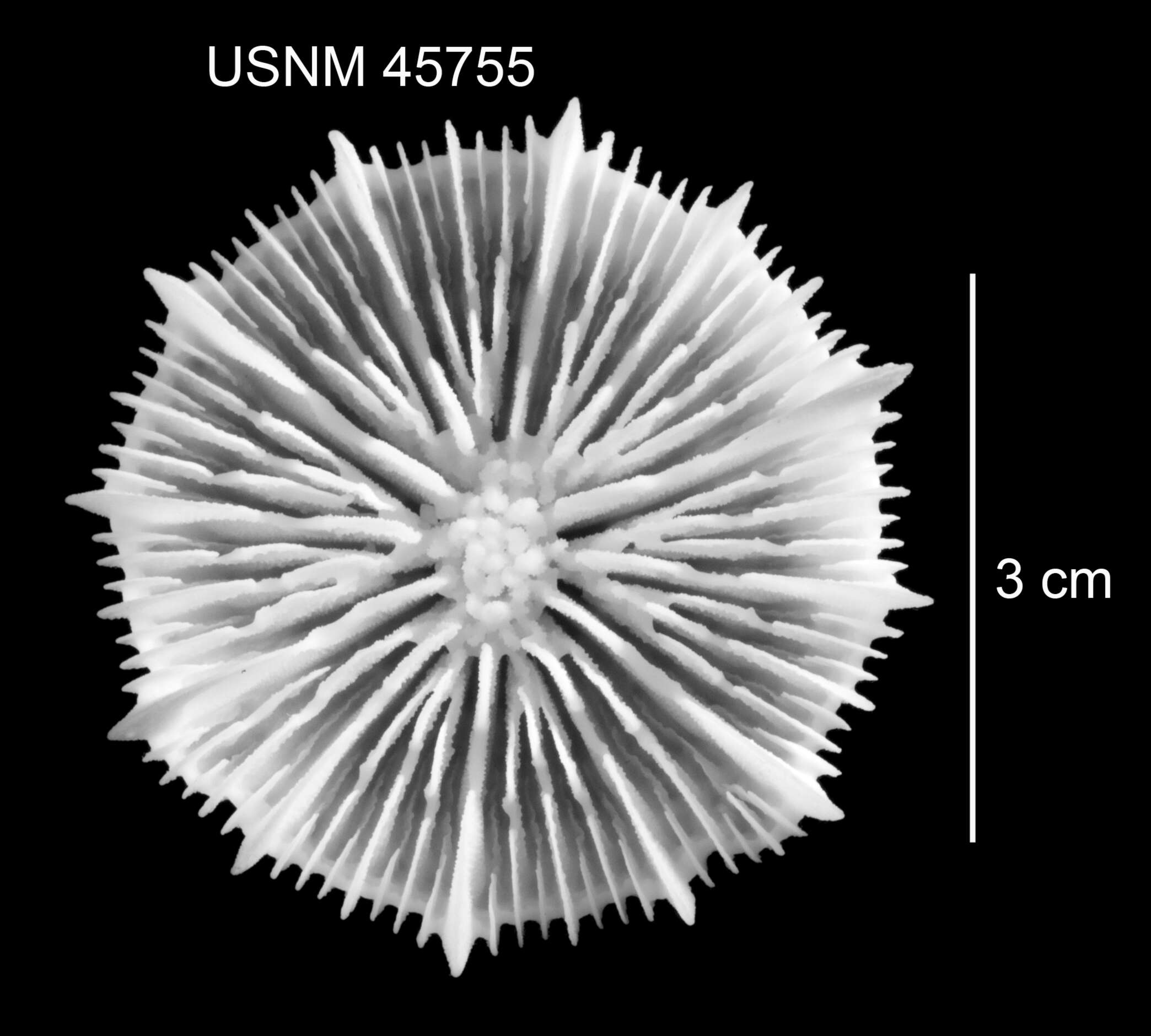 Plancia ëd Stephanocyathus (Stephanocyathus) paliferus Cairns 1977