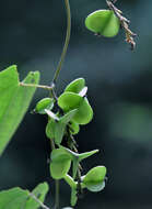 Image of Dioscorea Plum. ex L.