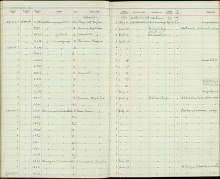 صورة Tersina viridis occidentalis (Sclater & PL 1855)