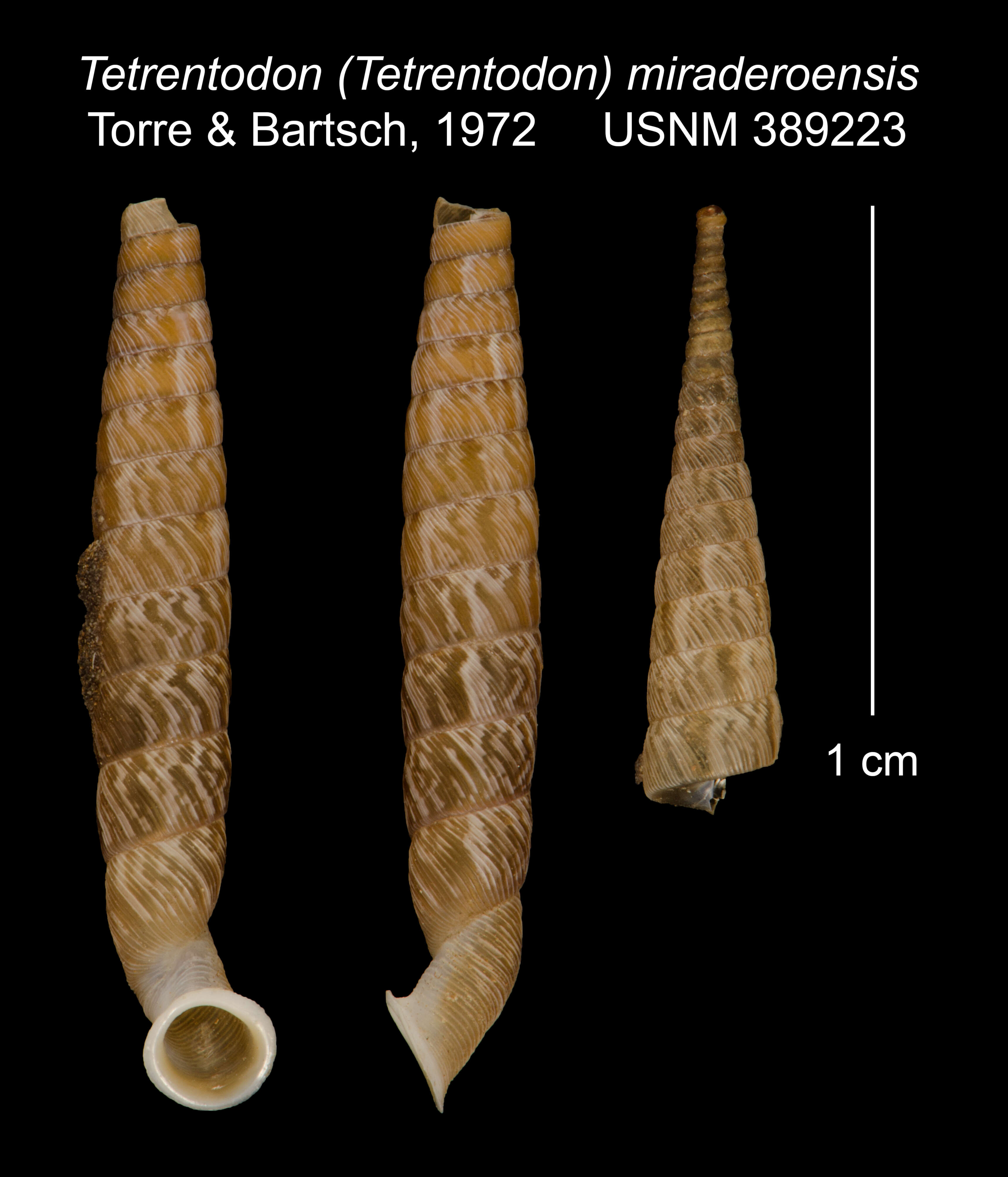 Image of Tetrentodon miraderoensis C. de la Torre & Bartsch 1972
