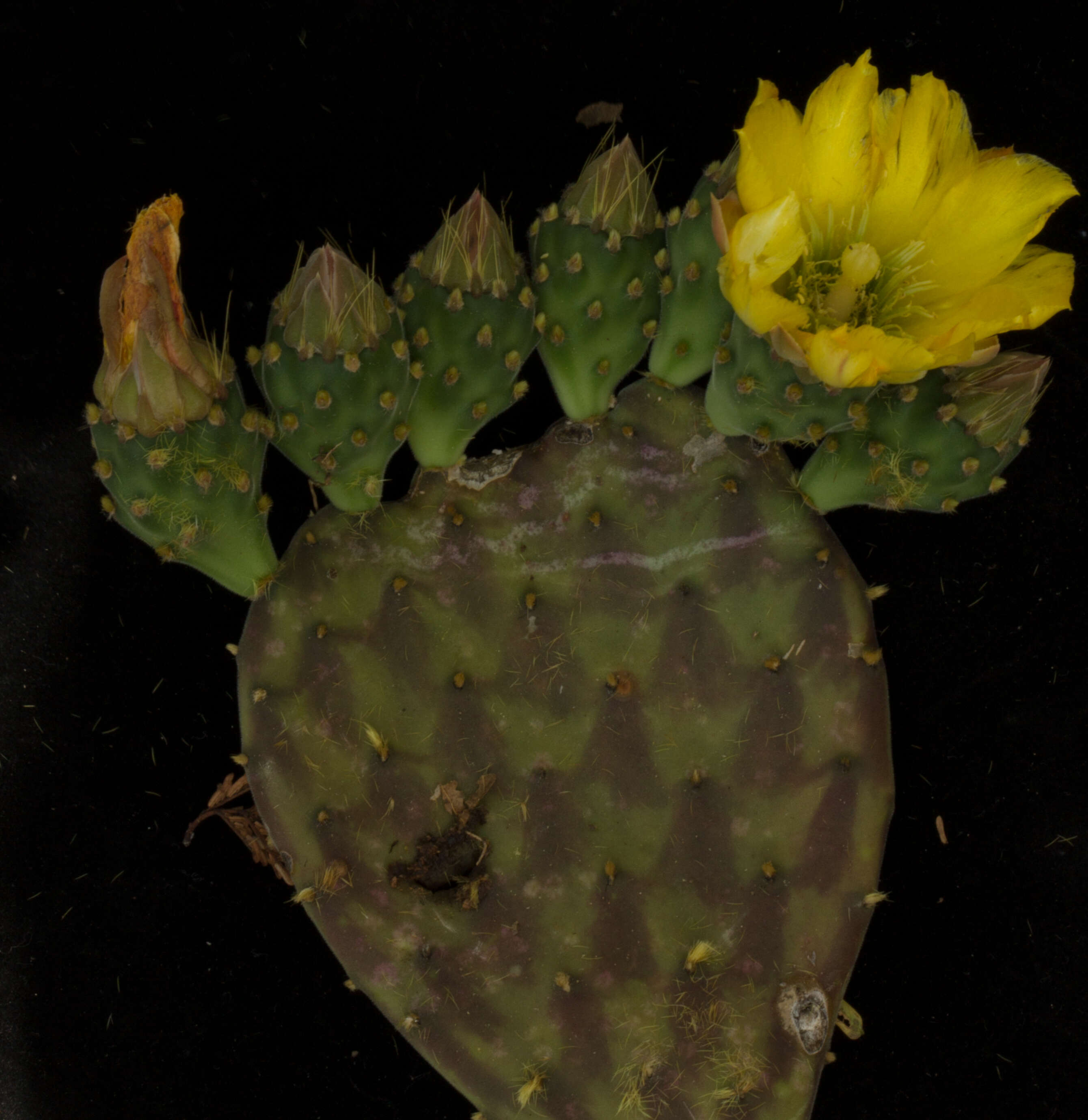 Image of Opuntia decumbens Salm-Dyck