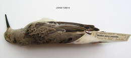 Image of Calidris alpina pacifica (Coues 1861)