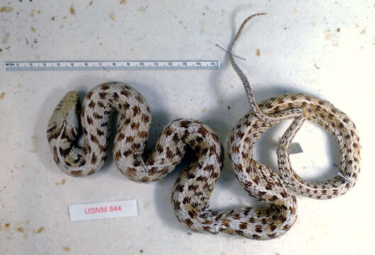 Image of Checkered Garter Snake