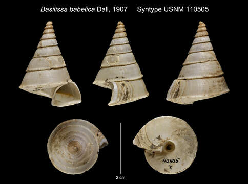 Image of Orectospira babelica (Dall 1907)