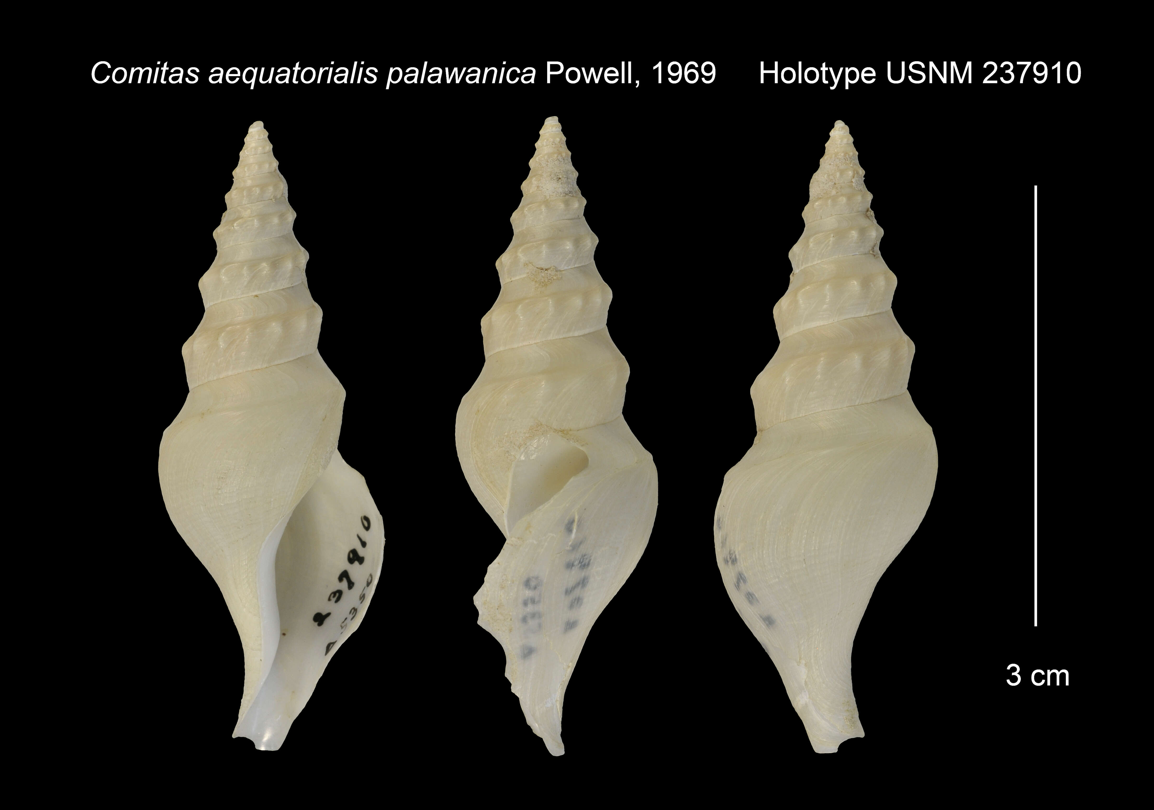 Image of Comitas aequatorialis palawanica Powell 1969