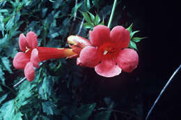 Image of trumpet creeper