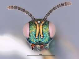 Imagem de Plutothrix ceonotalis Heydon 1997