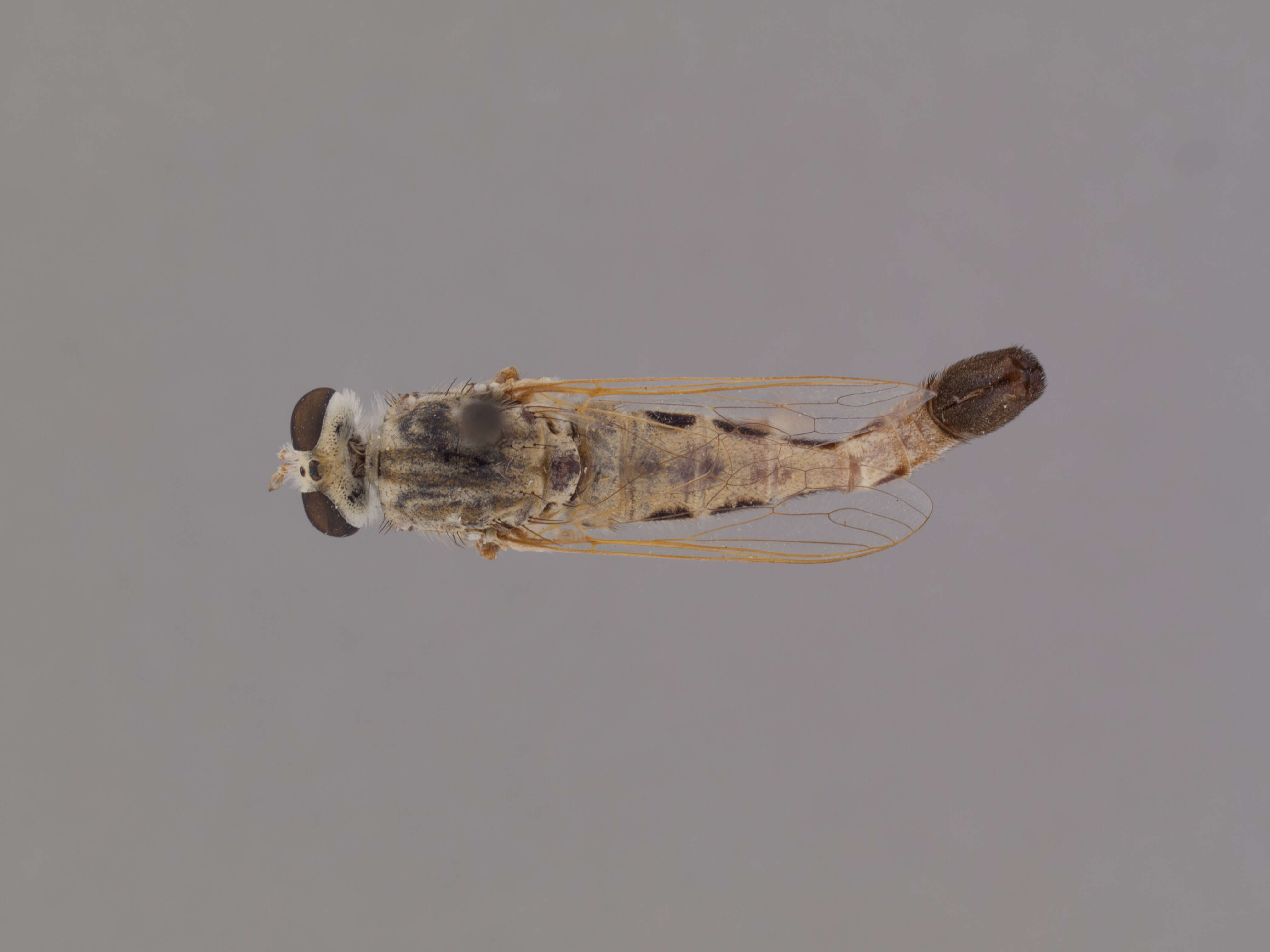 Image of Apiocera melanura Cazier 1941