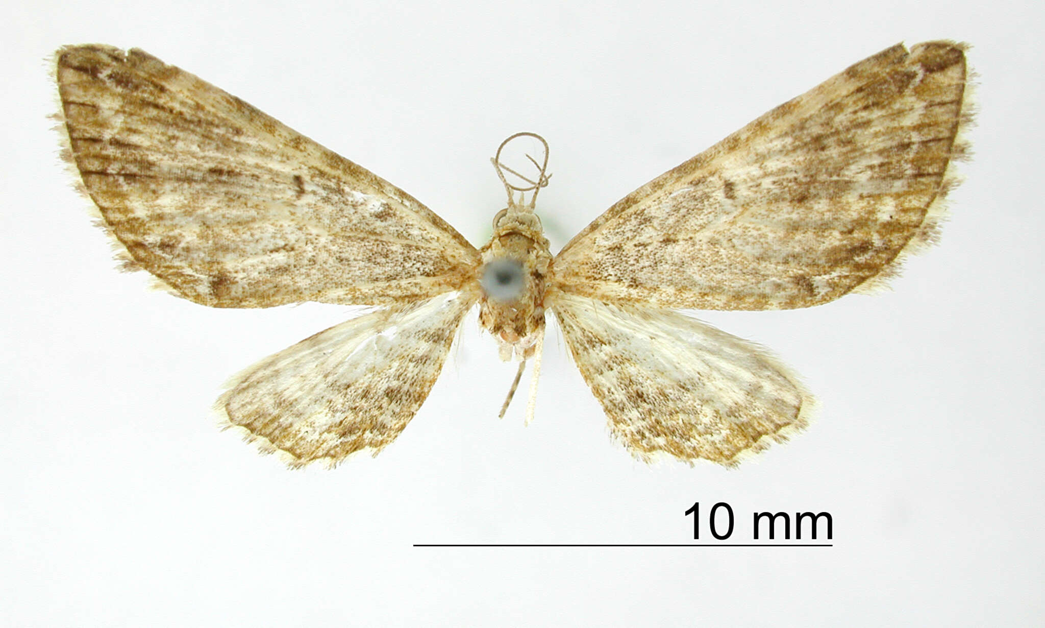 Image of Eupithecia broteas Schaus 1913