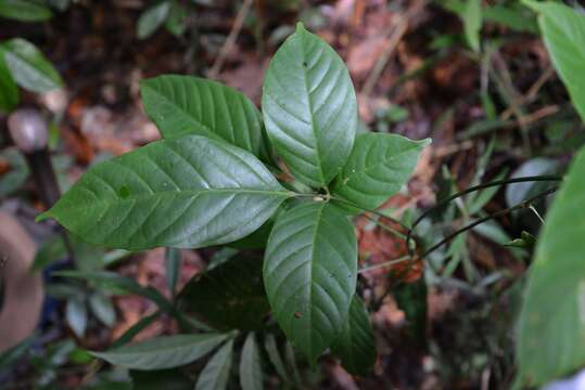 Sivun Paullinia latifolia Benth. ex Radlk. kuva