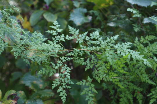 Image of Japanese climbing fern