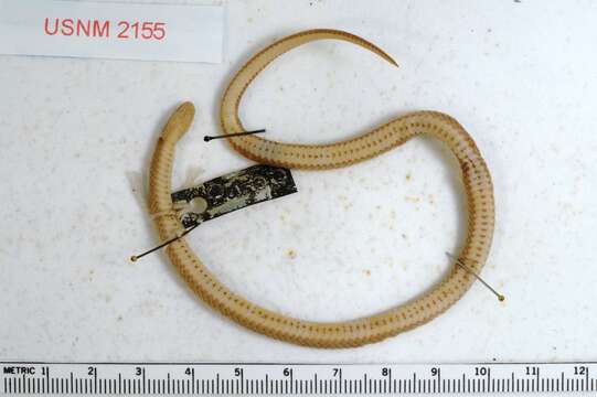 Image of Ring-necked Snake