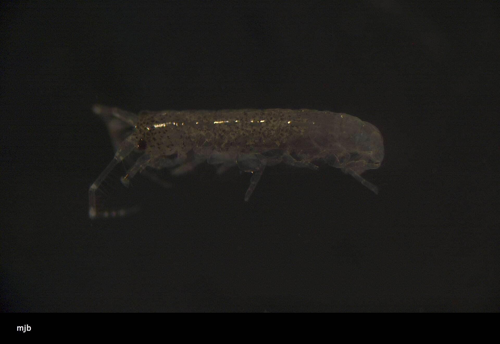 Image of Amphipoda