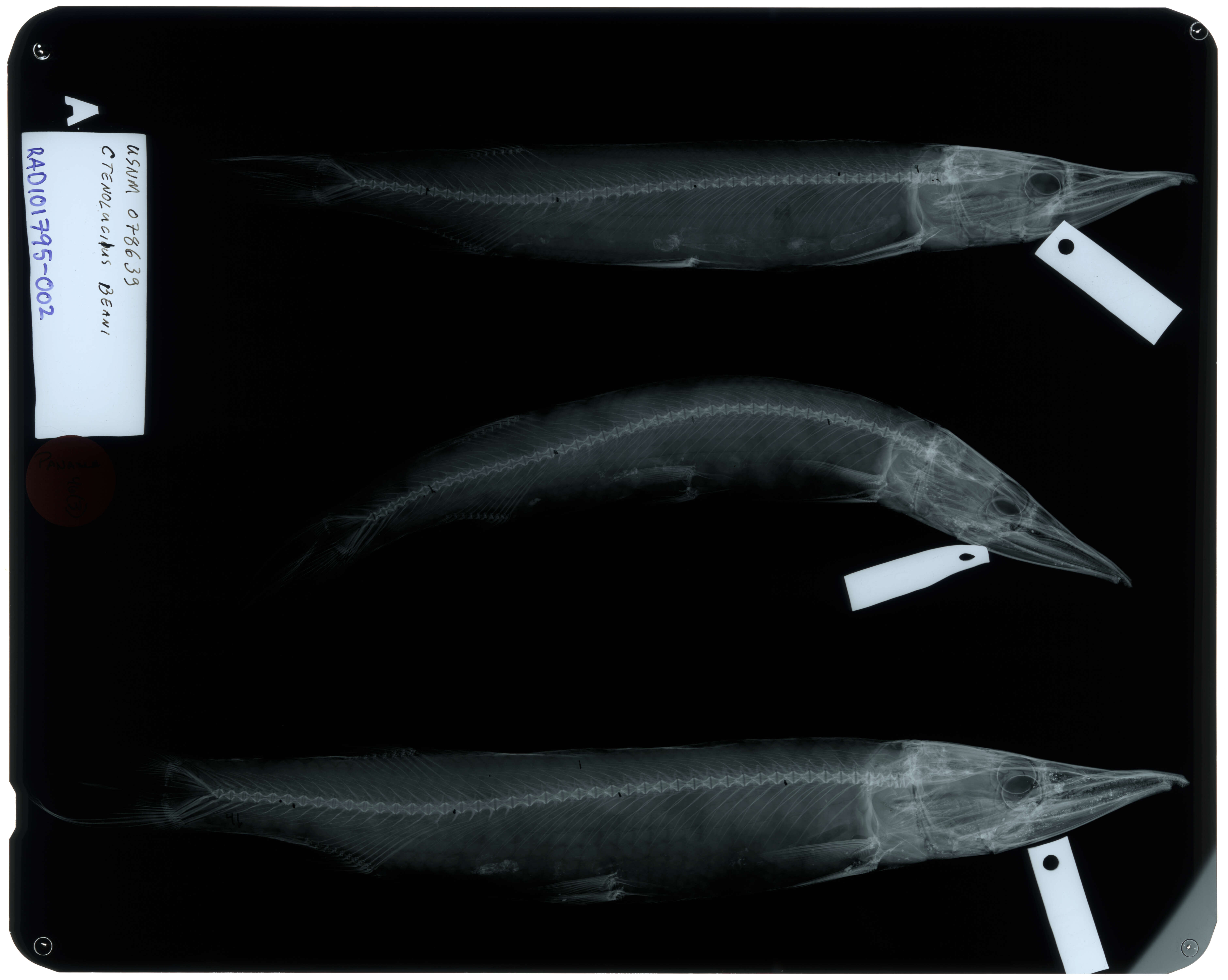 Image of Ctenolucius beani (Fowler 1907)