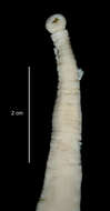 Image of Pterobdellina