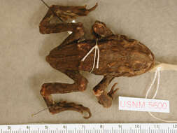 Image of western toad