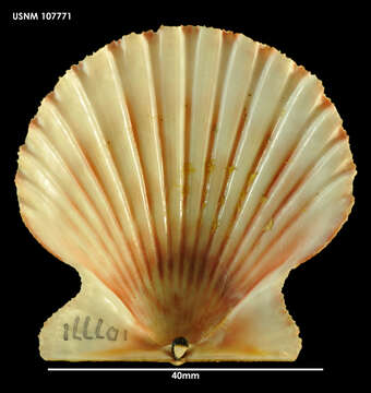 Image of Aequipecten tehuelchus (d'Orbigny 1842)