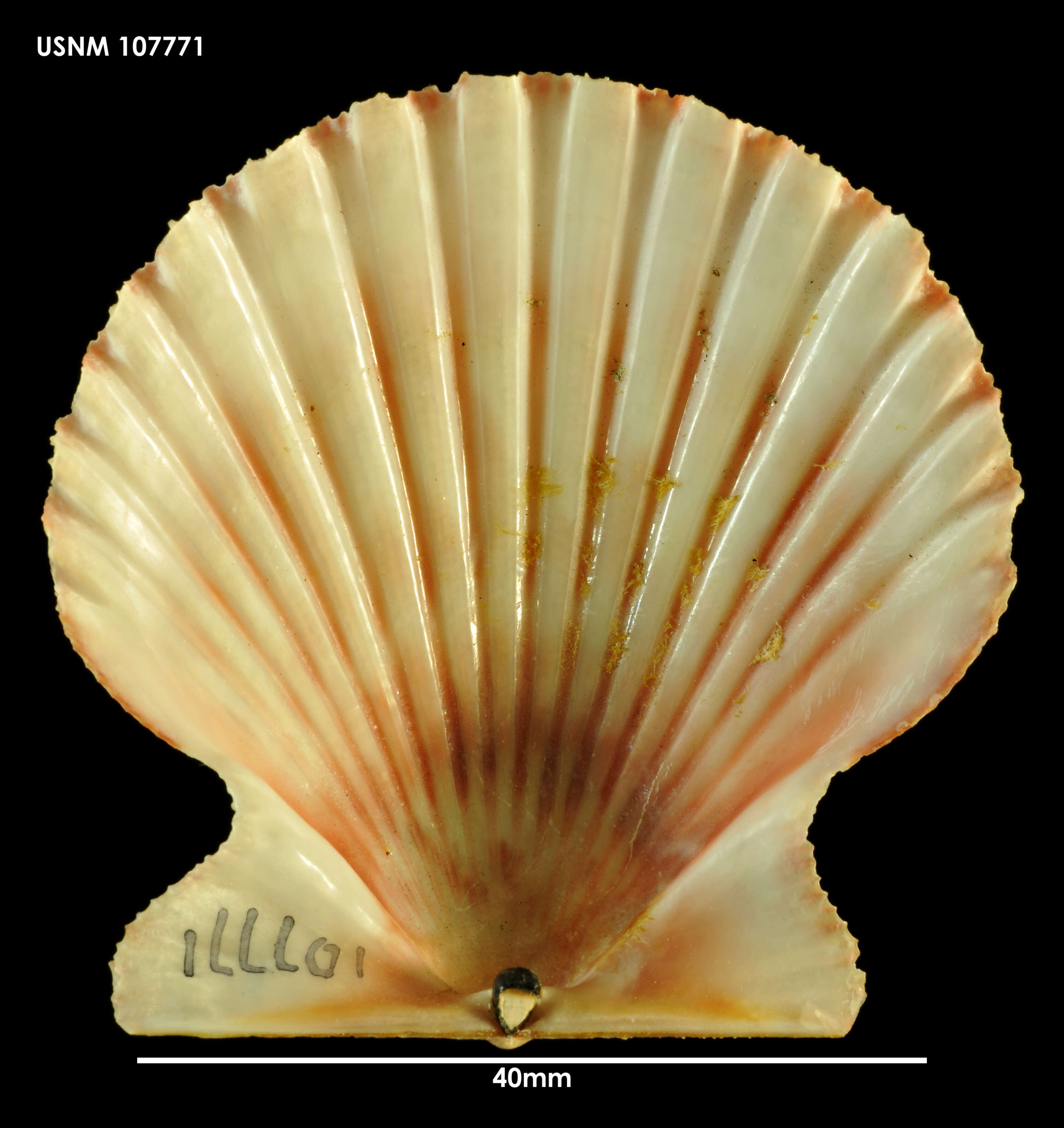 Слика од Aequipecten tehuelchus (d'Orbigny 1842)