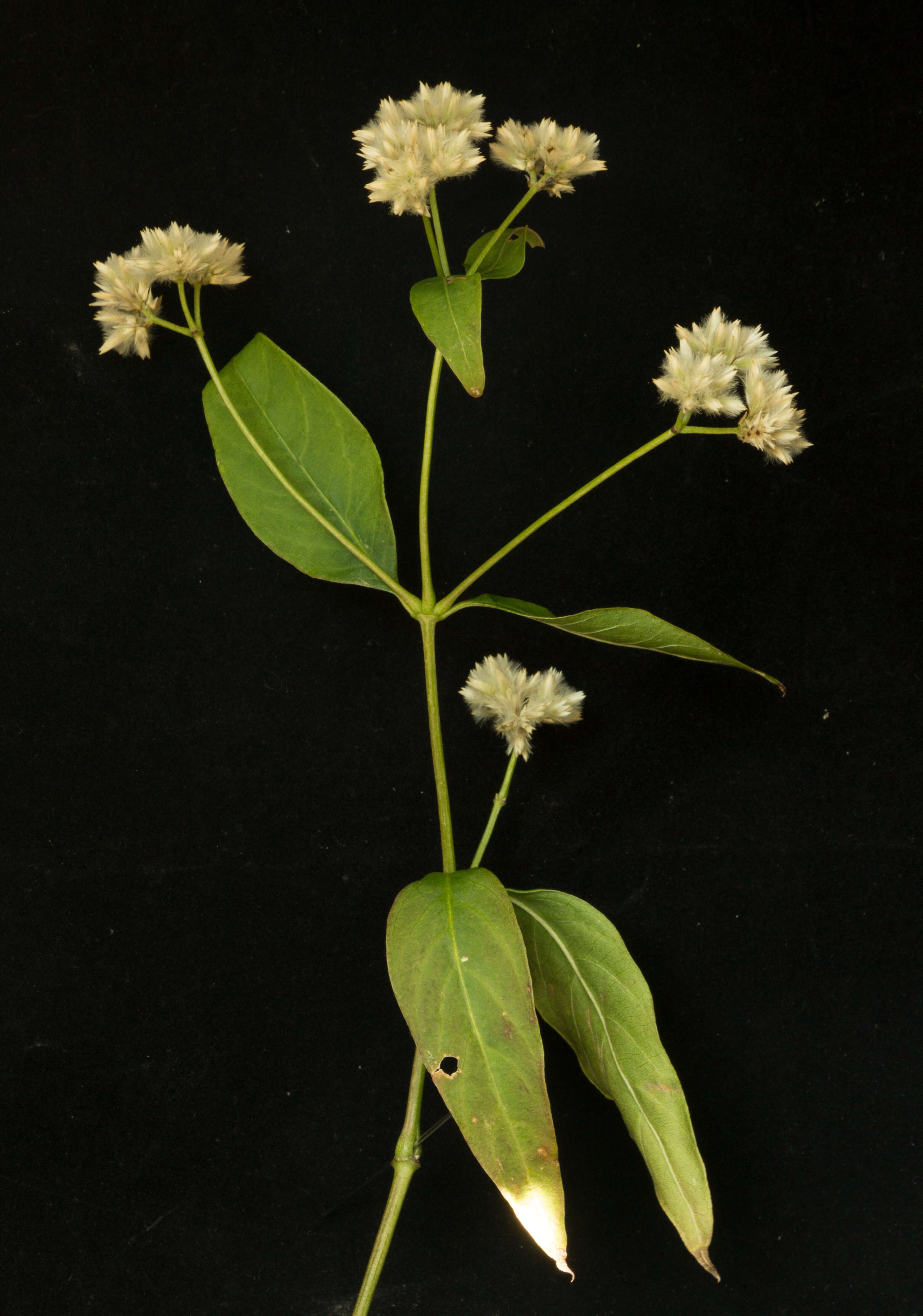 Image of Alternanthera pycnantha (Benth.) Standl.