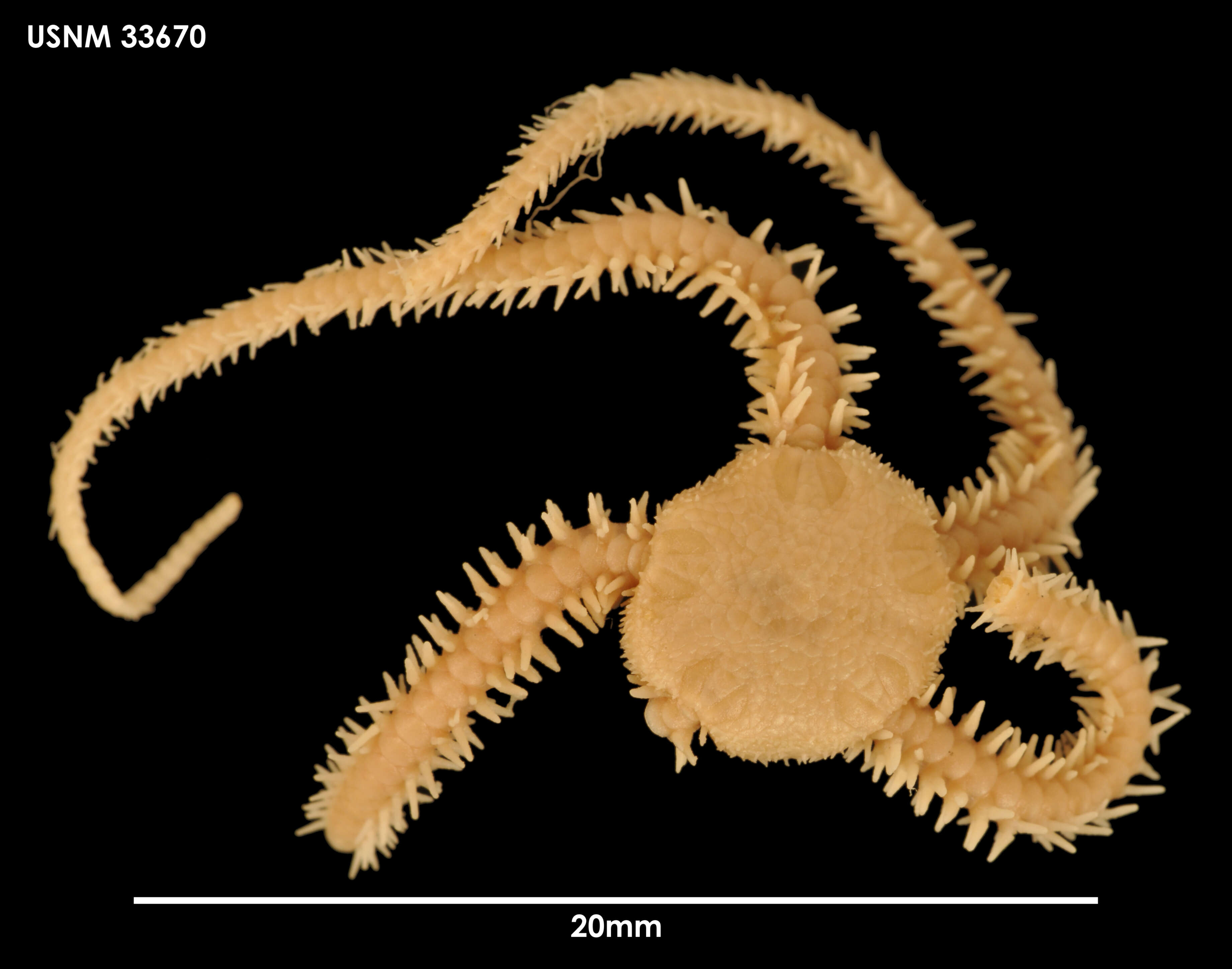 Image de Ophiactis asperula (Philippi 1858)