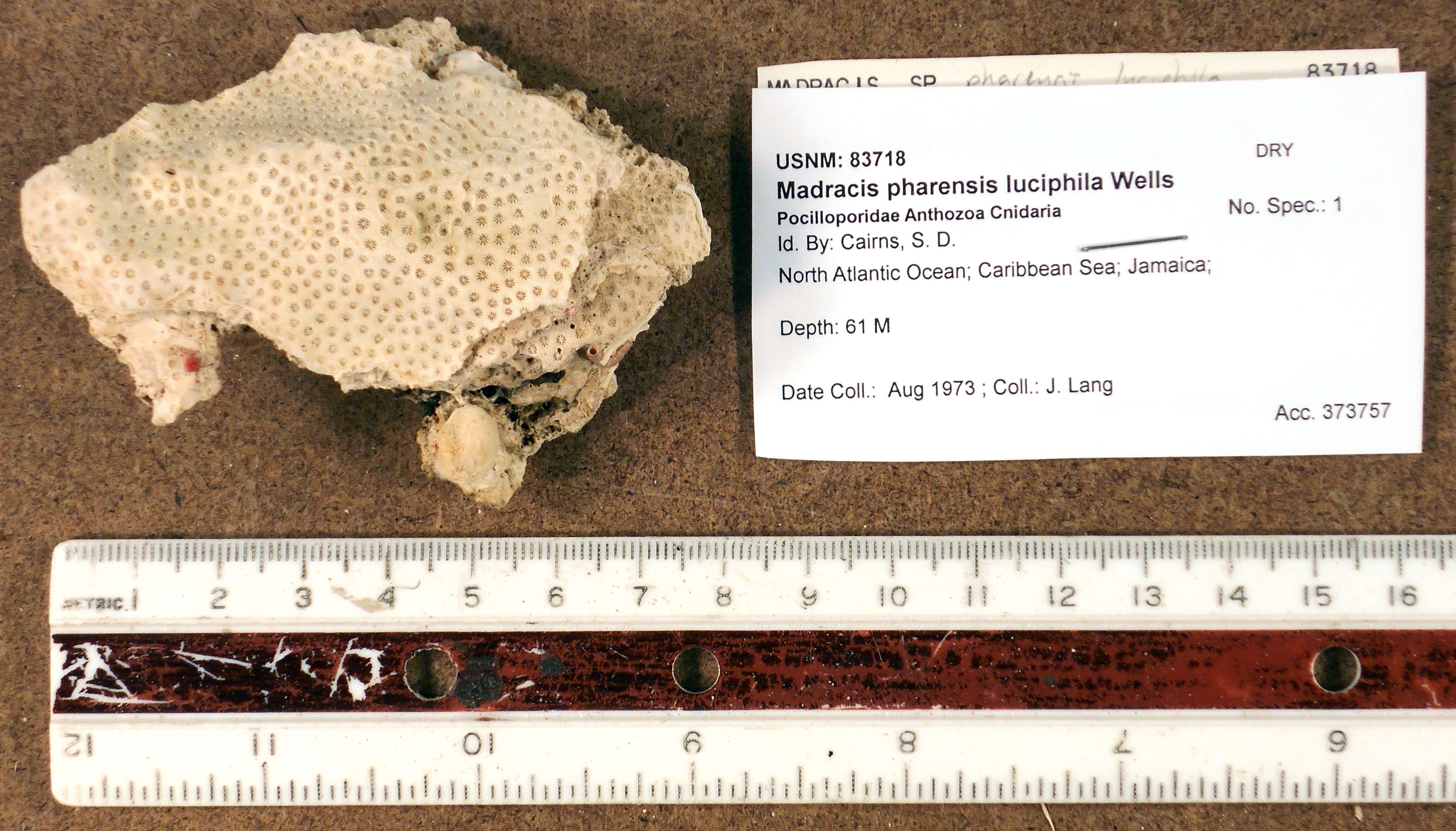 Image of Madracis pharensis f. luciphila Wells 1973