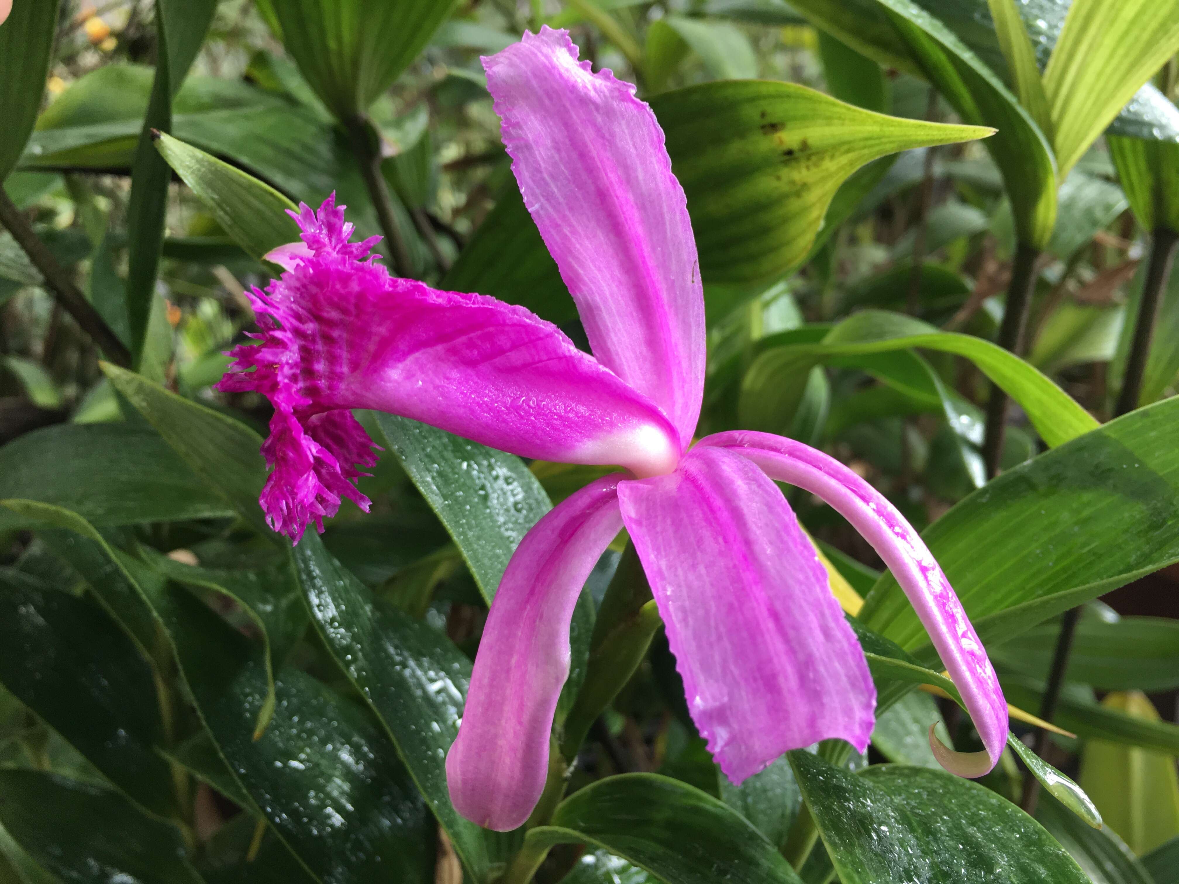 Image of Sobralia wilsoniana Rolfe